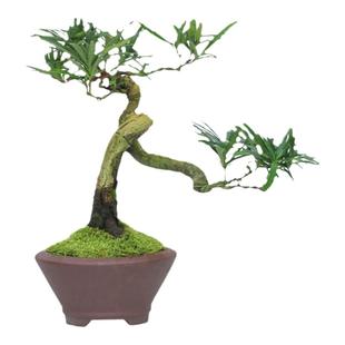 矮霸罗汉松盆栽精品庭院高端绿植盆景客厅桌面室内植物一物一拍