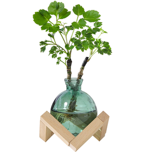 钱多多盆栽办公桌面绿植懒人好养水培植物福禄桐室内净化空气盆景