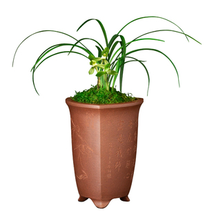 春兰兰花苗老文团绿带草植物花卉盆景栽土浓香型名贵花苞四川室内