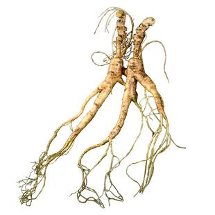 鲜人参长白山林下参新鲜野山参高年东北野人参泡酒20年整枝老山参