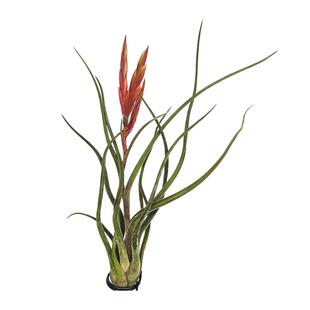 空气凤梨无土植物美杜莎 女王头 室内空气花卉盆栽绿植