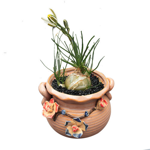 香水兰多肉植物趣味开花香味块根绿植花卉室内桌面阳台庭院小盆栽
