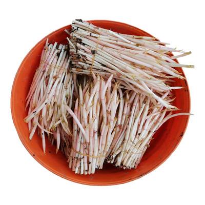 四川折耳根嫩芽新鲜鱼腥草嫩芽尖侧耳根芽现摘2斤鱼腥草嫩芽