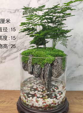 流水版苔藓微景观生态瓶鱼缸文竹盆栽盆景植物室内绿植办公桌水培