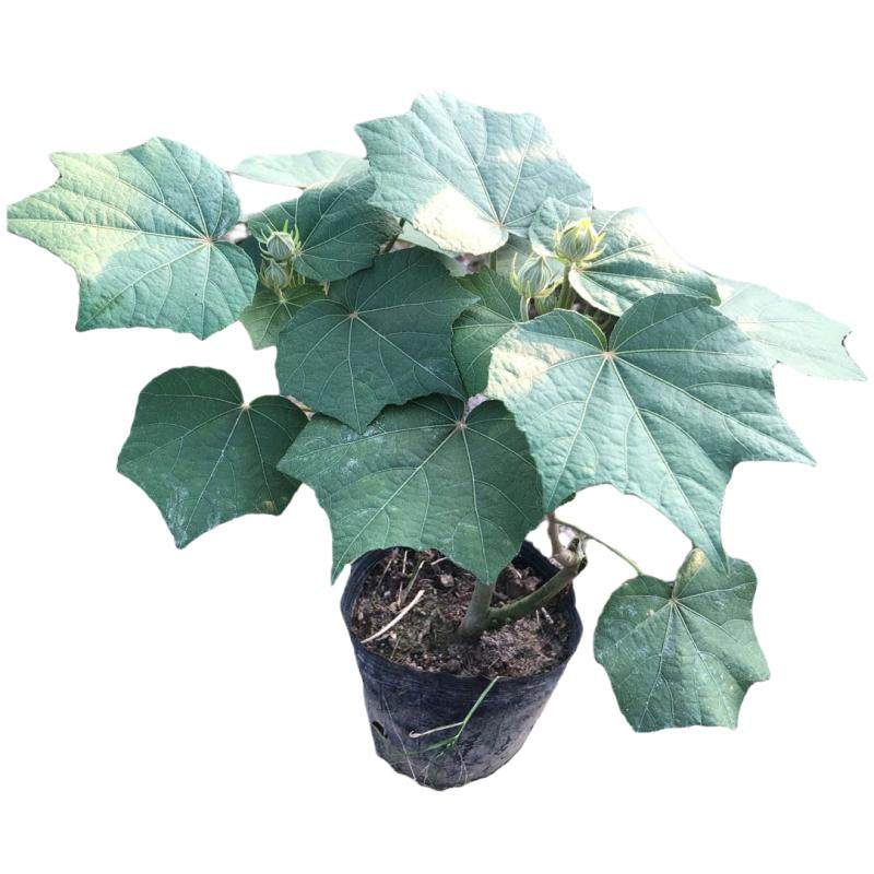 木芙蓉 芙蓉树苗 重瓣醉芙蓉花时令草本花卉