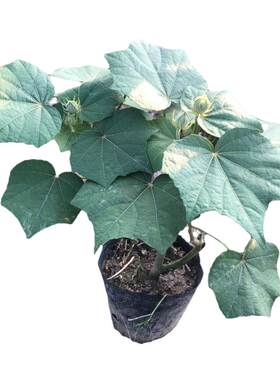木芙蓉 芙蓉树苗 重瓣醉芙蓉花苗 三醉芙蓉变色耐寒室内外绿化当