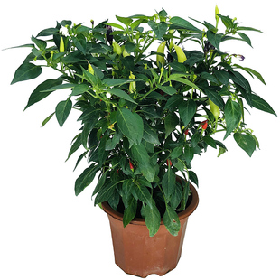 辣椒可食用盆栽阳台带果彩色树苗朝天椒苗小米椒五彩椒七彩椒花卉