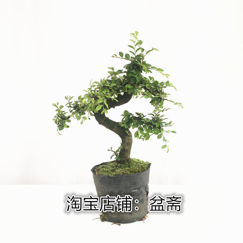 盆景植物造型 福建茶小叶雀梅白蜡榆树老桩树桩四季常青开花结果