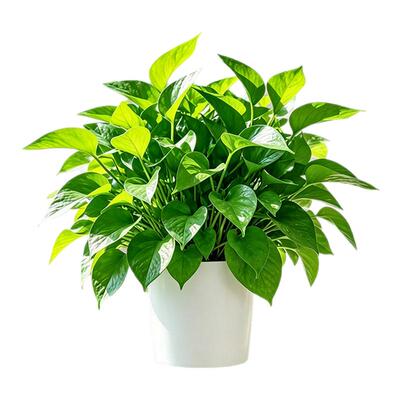 绿萝盆栽室内绿植水培植物大盆