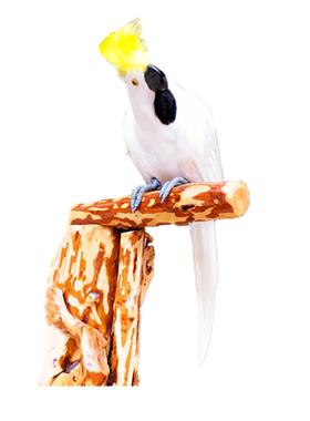 鹦鹉仿真景观田园风工艺品