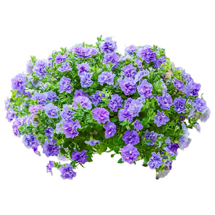 重瓣矮牵牛花种子四季播种开花室内盆栽苗花籽冰淡紫室外庭院种孑