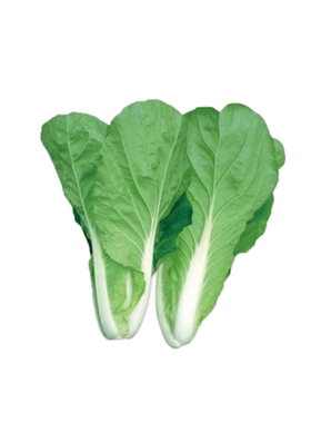 秋冬季蔬菜种子大全菠菜香菜油菜