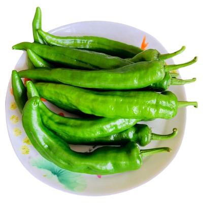 东北2025年新辣椒正宗辣妹子辣椒