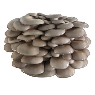 蘑菇种植包食用菌棒菌种平菇菌包种子阳台蘑菇菌种植包蘑菇菌包