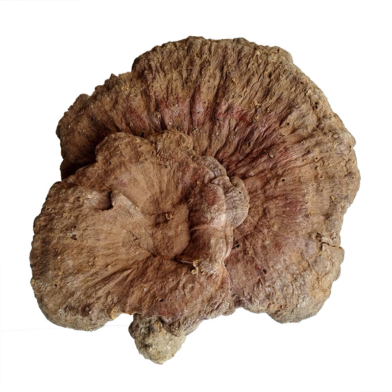 赤灵芝神农架深山野生大个250g
