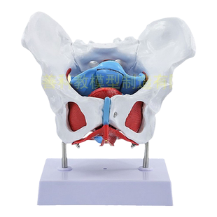 可活动女性骨盆模型人体动态解剖盆底肌教学腰椎产后康复培训骨架