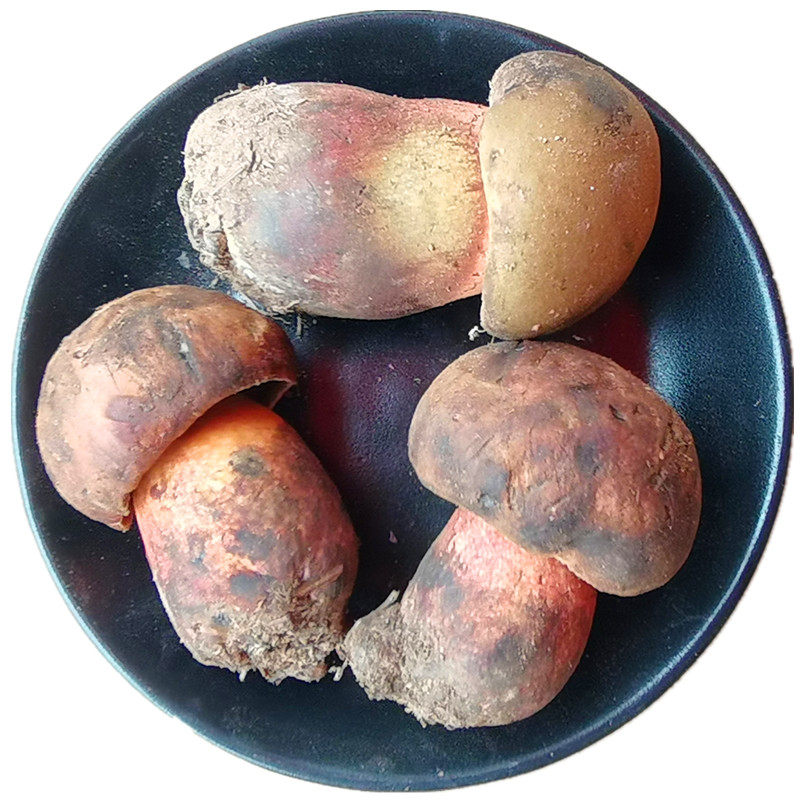 野生菌新鲜红牛肝菌见手青鲜蘑菇