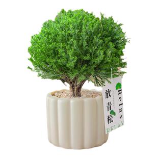 放青松绿植雾松室内小盆栽雾凇办公室桌面放轻松植物摆件四季好养