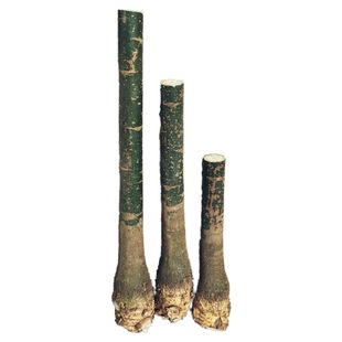 大型发财树五辫子大棵单杆独杆三杆步步高盆栽大树苗树桩客厅植物