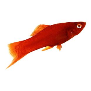 红剑鱼高凡朱砂红箭燕尾虹剑红玛丽热带淡水观赏鱼小型胎生鱼活体