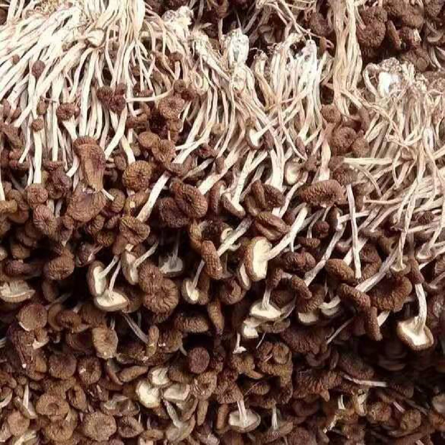 不开伞茶树菇散装晒干干货菜类新货菌菇煲汤火锅批发商用无干燥剂