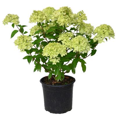 2加仑大苗圆锥绣球系列多个品种