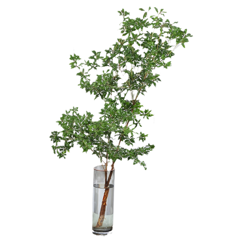 日本马醉木水培植物鲜切枝条绿植
