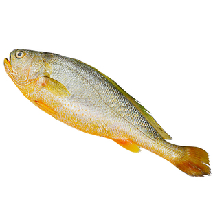 黄花鱼新鲜冷冻特大黄鱼鲜活冷冻生鲜深海鱼黄鱼宁德黄鱼商用整箱