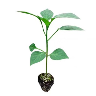 春播蔬菜苗西红柿辣椒秧苗大全番茄子黄瓜苗四季种子南北方可种