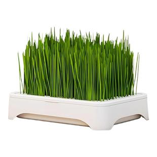 无土水培猫草盆栽种植盒懒人猫草种子育苗盘小麦化毛催吐助消化
