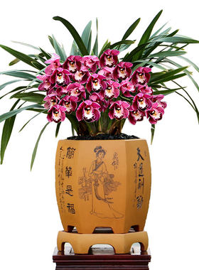 大花蕙兰金边中国龙带花红花浓香