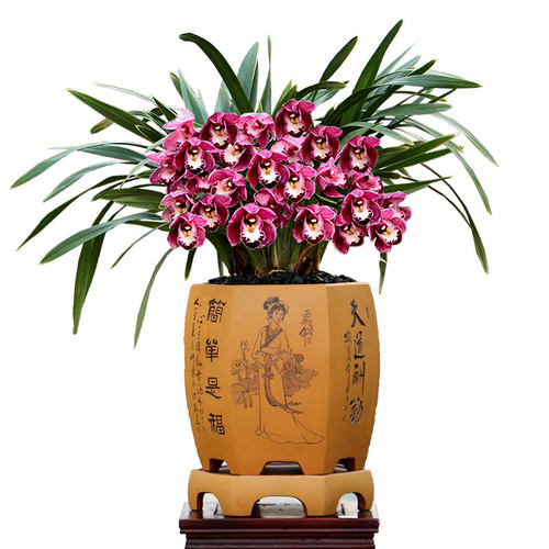 翁源兰花苗大花蕙兰金边中国龙带花浓香台北小姐好养室内花卉盆栽