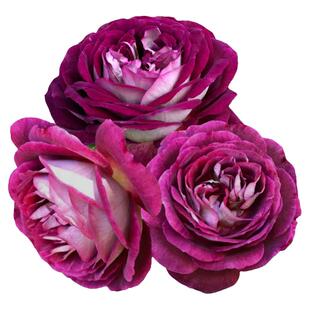 新品哈德斯菲尔德/合唱团月季花苗大花浓香灌木丰花院阳台盆栽