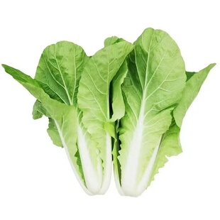 快菜种奶油小白菜籽四季播20天快菜春夏秋冬季种青蔬菜种孑阳台