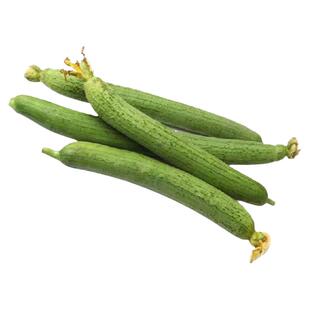 大肉花点棱丝瓜种苗子孑苗子苗四季高产蔬菜南方菜苗秧苗秧苗大全