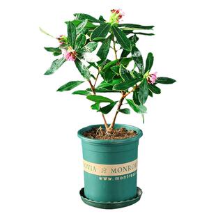 金边瑞香大苗盆栽浓香耐寒花卉室内外观花植物当年开花大小苗包邮