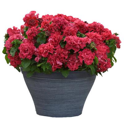 进口重瓣矮牵牛种子旋转双瀑布