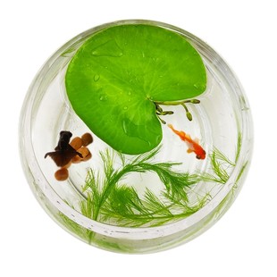 包邮水草一叶莲睡莲碗莲无土水培植物桌面盆栽绿植花卉鱼花共养