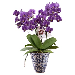 蓝紫色蝴蝶兰盆栽带花苞真花客厅办公室桌面四季好养花卉乔迁开业