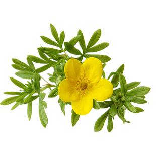 委陵菜种子 阳台庭院盆栽室内四季易种花籽景观花海地被花卉种子