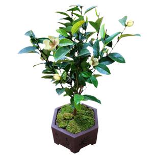 含笑花苗盆栽带花苞浓香型花卉多季常青植物庭院阳台耐寒耐含笑树