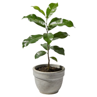 孟买黑檀正宗铁刀木树苗珍贵植物鸡翅木苗庭院绿化木材增值树种