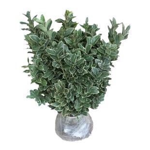 金边黄杨苗庭院绿化苗木四季常青耐寒好养活观叶冬青篱笆常绿树苗