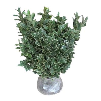 金边黄杨苗庭院绿化苗木四季常青耐寒好养活观叶冬青篱笆常绿树苗