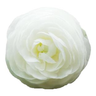 包邮重瓣花茨菇 洁白水生慈姑盆栽庭院阳台水培耐热多年生好养