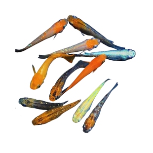 精品观背青鳉鱼生态缸观赏鱼送饲料好养耐活小鱼青锵鱼小型冷水鱼