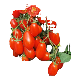 千禧圣女果苗秧苗盆栽矮生小番茄种籽南方阳台水果蔬菜植物种子孑