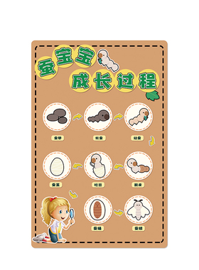春天主题环创种子生长过程墙贴纸