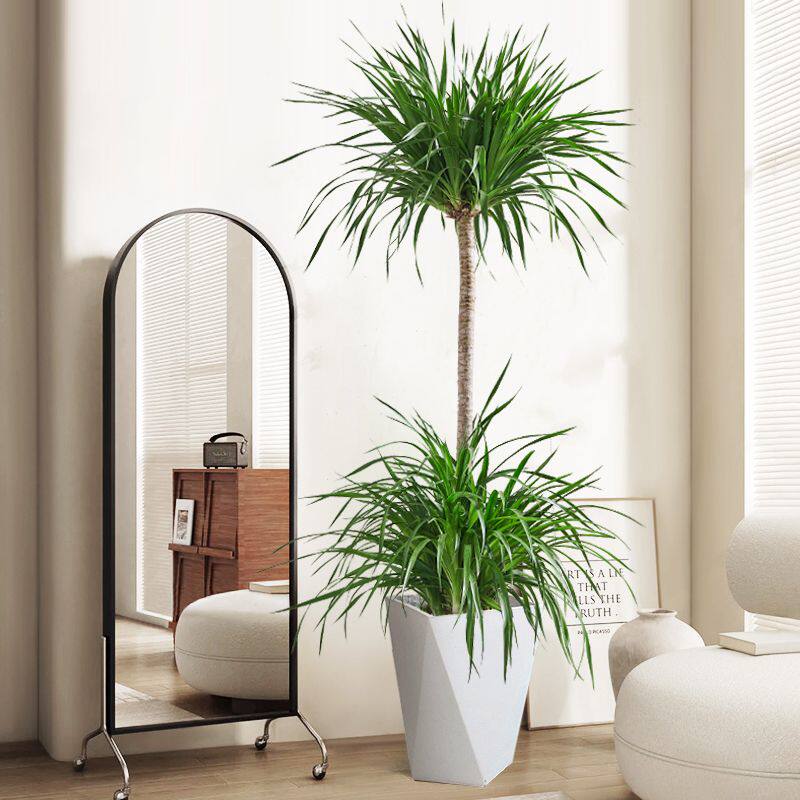 龙血树客厅风水树绿植大型落地盆栽室内龙须树好养网红办公室植i.