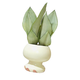 白玉虎皮兰虎尾兰盆栽盆景室内客厅办公室工位桌面花卉绿植